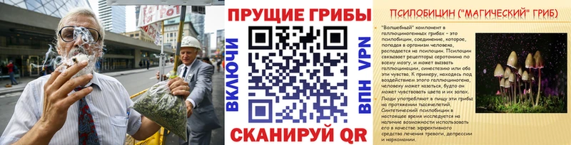 Купить где  Бородино  Галлюциногенные грибы Psilocybe 